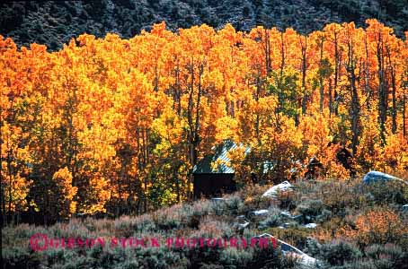 Stock Photo #3052: keywords -  alone aspen autumn away cabin fall forest get home horz house isolate landscape mountain nature old orange private remote retreat rustic scenic small solitude tradition wilderness yellow