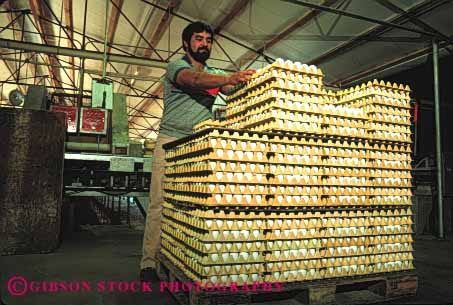 Stock Photo #3181: keywords -  agriculture countless egg eggs factory farm fragile horz inventory lots many multitude not numerous poultry process produce released shipping stack stacked stacks tray trays worker