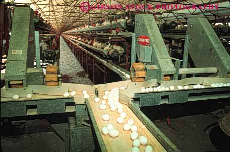 Stock Photo #3184: keywords -  agriculture conveyor countless egg factory farm fragile horz machine many numerous poultry process produce