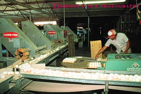 Stock Photo #3185: keywords -  agriculture conveyor countless egg factory farm fragile horz machine many numerous poultry process produce worker