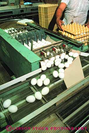 Stock Photo #3187: keywords -  agriculture conveyor countless egg factory farm fragile machine many numerous poultry process produce vert