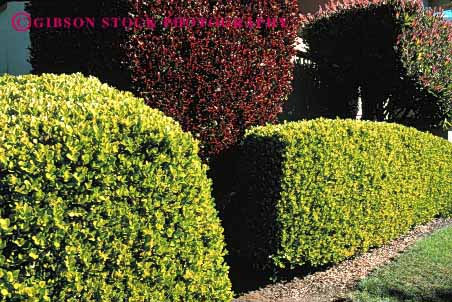 Stock Photo #4025: keywords -  decorate design exterior hedge home horz house landscape prune residential trim yard