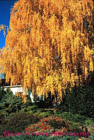 Stock Photo #4030: keywords -  autumn birch deciduous decorate design exterior fall home house landscape orange residential tree vert yard