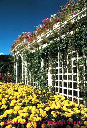 Stock Photo #4034: keywords -  decorate design exterior flower frame grid home house landscape marigold residential rose structure trellis vert wood yard