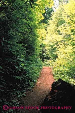 Stock Photo #4050: keywords -  explore forest landscape outdoor path route trail tree vert walk walkway wilderness