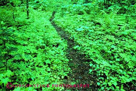 Stock Photo #4052: keywords -  explore faint forest horz landscape outdoor path primitive route trail walk walkway wilderness