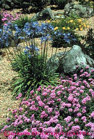 Stock Photo #4074: keywords - agapanthus conservation demand drought dry garden landscape lantana low residence residential tolerant vert water