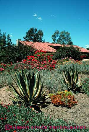 Stock Photo #4075: keywords - agave conservation demand drought dry garden home house ice landscape low plant residence tolerant vert water
