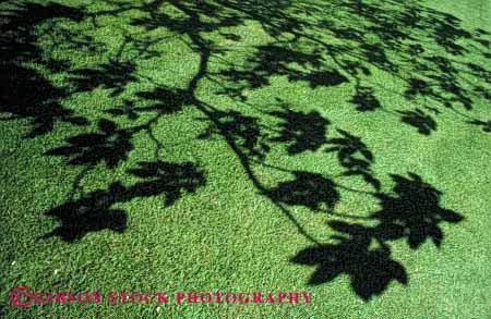 Stock Photo #4153: keywords -  abstract branch contrast dark grass green horz lawn leaf leaves light pattern shadow silhouette tree
