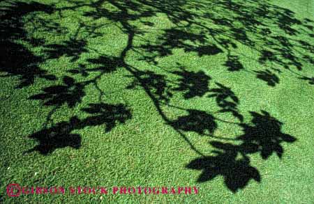 Stock Photo #4153: keywords - abstract branch contrast dark grass green horz lawn leaf leaves light pattern shadow silhouette tree