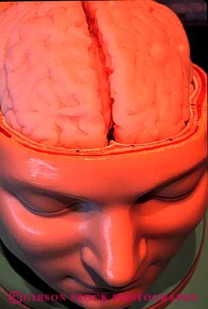 Stock Photo #4164: keywords - body brain cross cut expose head human model plastic section simulate skull vert