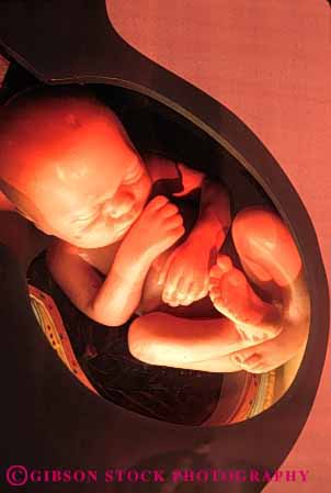 Stock Photo #4165: keywords -  baby body cross cut development expose fetus growth human model plastic section simulate vert womb