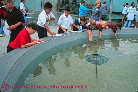 Stock Photo #4300: keywords - adolescent aquarium beach boy boys child children class educate education elementary field fifth girl girls grade group horz learn long school science students study summer together trip young youth