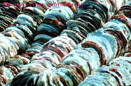 Stock Photo #4366: keywords - calcium carbonate clam dried dry horz life marine mollusca mollusk oyster pattern shell shells