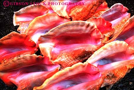 Stock Photo #4367: keywords -  calcium carbonate conch dried dry gastropod horz life marine mollusca mollusk pattern shell shells snail symmetry symmmetrial tropical