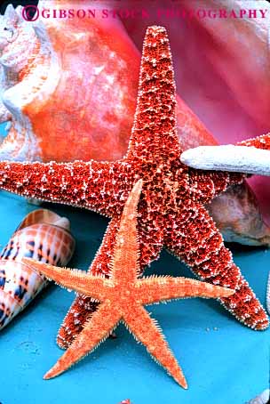 Stock Photo #4368: keywords - calcium carbonate conch dried dry gastropod life marine mollusca mollusk pattern sea shell snail star starfish stars symmetry symmmetrial vert