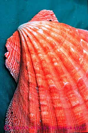 Stock Photo #4369: keywords - calcium carbonate clam dried dry life marine mollusca mollusk pattern scallop shell symmetry symmmetrial vert