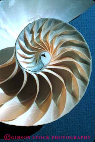 Stock Photo #4370: keywords -  calcium carbonate cephalopod chambered dried dry life marine mollusca mollusk nautilus pattern shell spiral symmetry symmmetrial vert