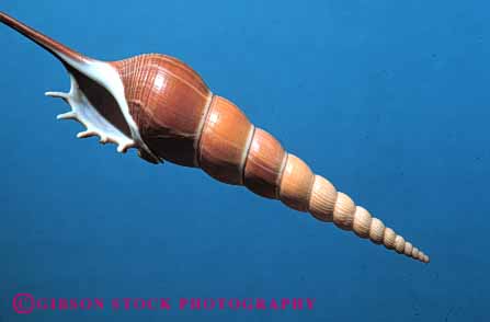 Stock Photo #4371: keywords - auger brown calcium carbonate dried dry gastropod horz life marine mollusca mollusk pattern shell snail spiral symmetry symmmetrial tan