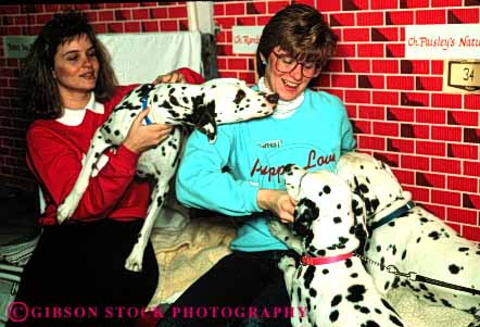 Stock Photo #4420: keywords -  animal canine clean contest dalmation dalmations display dog dogs effort friend fun fur groom groomed grooming hobby horz manicure perform pet prep preparation show spot woman women