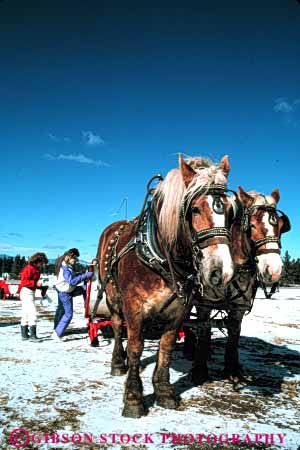 Stock Photo #4425: keywords -  fun holiday horse horses lake passenger pull recreation ride sleigh slide snow tahoe tour vert winter
