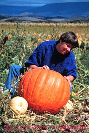 Stock Photo #4629: keywords -  autumn big choose country countryside examine fall farm find grow halloween harvest hold holiday huge large orange outdoor outside pick produce pumpkin released round season select squash study touch vert vine woman