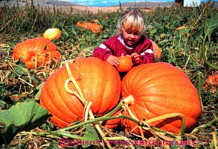 Stock Photo #4631: keywords - autumn big choose country countryside fall farm find girl grow halloween harvest holiday horz huge large orange outdoor outside pair pick produce pumpkins released round season select squash two vine
