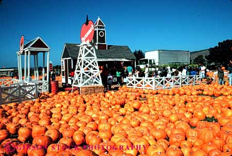 Stock Photo #4638: keywords -  array autumn bay choose country countryside fall farm field find grow half halloween harvest holiday horz lots many market moon multitude orange outdoor outside pick produce pumpkin round season select sell squash vine