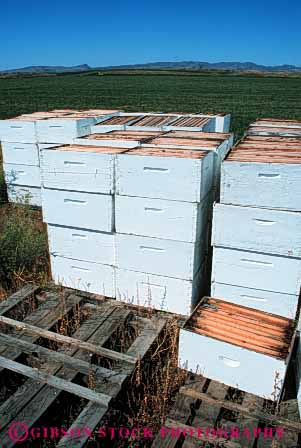 Stock Photo #4722: keywords -  agriculture apiary artificial bee bees box boxes field habitat insect insects pollen pollinate pollinating portable square stack stacked summer vector vert white