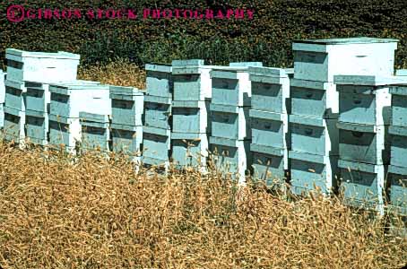 Stock Photo #4723: keywords -  agriculture apiary artificial bee bees box boxes field habitat horz insect insects pollen pollinate pollinating portable square stack stacked summer vector white