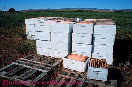 Stock Photo #4724: keywords -  agriculture apiary artificial bee bees box boxes field habitat horz insect insects pollen pollinate pollinating portable square stack stacked summer vector white