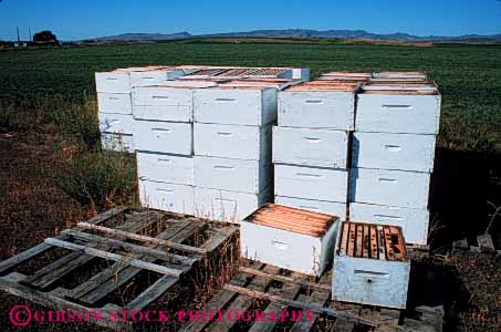 Stock Photo #4724: keywords - agriculture apiary artificial bee bees box boxes field habitat horz insect insects pollen pollinate pollinating portable square stack stacked summer vector white