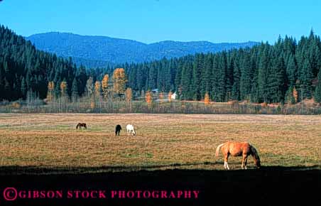 Stock Photo #4887: keywords -  agriculture barn building california clean country countryside farm fence forest grass green horse horses horz open pasture ranch range rangeland rural space stable