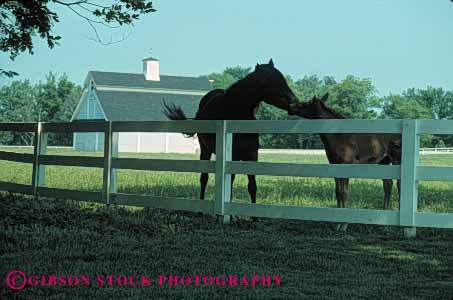 Stock Photo #4889: keywords - agriculture barn building clean colt country countryside farm fence grass green horse horses horz kentucky mare open pasture ranch range rangeland rural space stable