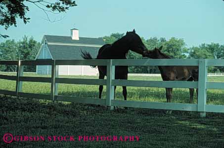 Stock Photo #4889: keywords -  agriculture barn building clean colt country countryside farm fence grass green horse horses horz kentucky mare open pasture ranch range rangeland rural space stable