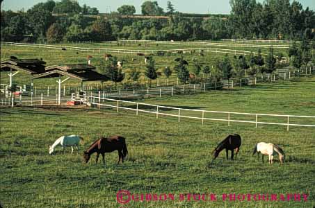 Stock Photo #4890: keywords -  agriculture california clean country countryside farm fence grass green horse horses horz open pasture ranch range rangeland rural space