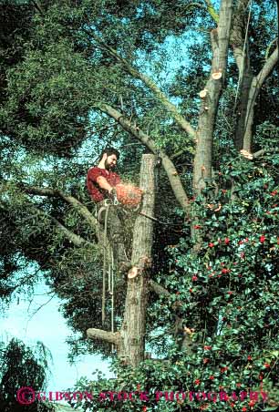 Stock Photo #4968: keywords -  belt career caution chain chainsaw climb climber climbing cut cutter cutting cvuts danger dangerous down fall faller hazard hazardous height high injury job jobs line log logger man men occupation occupational risk safety saw saws tall top tree trim up use uses using vert vocation with woeker work worker working works