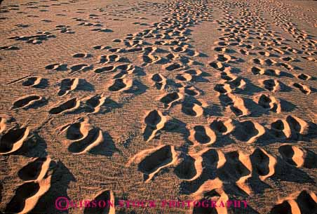 Stock Photo #4973: keywords -  alone array beach feet foot group horz imprint many multitude print prints private quiet route sand solitary step steps trail walk walking wilderness