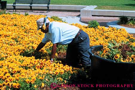 Stock Photo #5062: keywords -  african american black city cultivate employee ethnic garden gardener gardening grower grown hobby home horz job man minority occupation outdoor outdoors outside pansies pansy plant plants residence residential skill soil summer vocation work worker