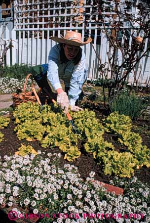 Stock Photo #5066: keywords - cultivate food garden gardener gardening grower grown hobby home lettuce outdoor outdoors outside plant plants released residence residential skill soil summer vegetable vert woman work
