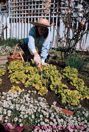 Stock Photo #5066: keywords -  cultivate food garden gardener gardening grower grown hobby home lettuce outdoor outdoors outside plant plants released residence residential skill soil summer vegetable vert woman work