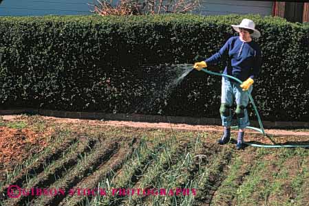 Stock Photo #5067: keywords - cultivate food garden gardener grower grown hobby home horz onion onions outdoor outdoors outside plant plants released residence residential skill soil summer vegetable water woman work