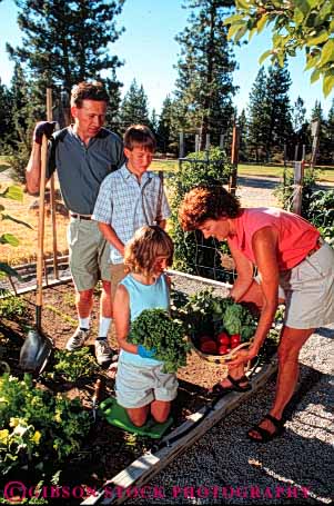 Stock Photo #5068: keywords -  cooperate cooperating cooperative cultivate family food garden gardener gardening grower grown harvest hobby home outdoor outdoors outside plant plants released residence residential share skill soil summer team together vegetable vegetables vert work