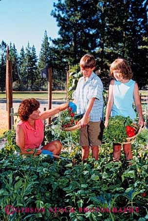 Stock Photo #5069: keywords - boy brother children cooperate cooperating cooperative cultivate food garden gardener gardening girl grower grown harvest hobby home mother outdoor outdoors outside parent plant plants released residence residential share sibling single sister skill soil summer team together vegetable vegetables vert wife woman work
