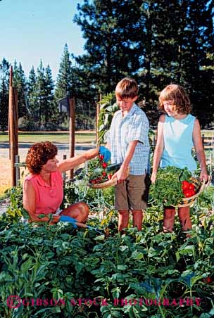 Stock Photo #5069: keywords -  boy brother children cooperate cooperating cooperative cultivate food garden gardener gardening girl grower grown harvest hobby home mother outdoor outdoors outside parent plant plants released residence residential share sibling single sister skill soil summer team together vegetable vegetables vert wife woman work