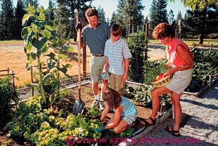 Stock Photo #5071: keywords -  cooperate cooperating cooperative cultivate family food garden gardener gardening grower grown harvest hobby home horz outdoor outdoors outside plant plants released residence residential share skill soil summer team together vegetable vegetables work