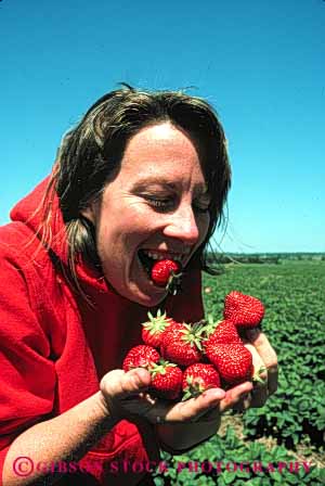 Stock Photo #5095: keywords -  berry cute eat eating female food fresh fruit funny grin harvest many pick produce red released smile strawberries strawberry unusual vert woman