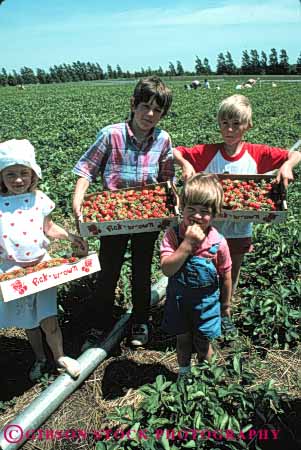 Stock Photo #5097: keywords - berry boy child children eat eating female food fresh fruit girl grin group harvest many pick produce red smile strawberries strawberry team together vert