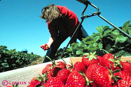 Stock Photo #5098: keywords -  basket berry eat eating female food fresh fruit harvest horz many pick produce red released strawberries strawberry woman