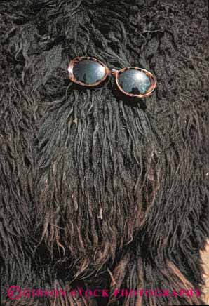 Stock Photo #5221: keywords -  blur cute different dog eye eyes fun funny fur furry glasses hair hairy hirsute humor humorous obscure peculiar rear strange sunglasses vert vision